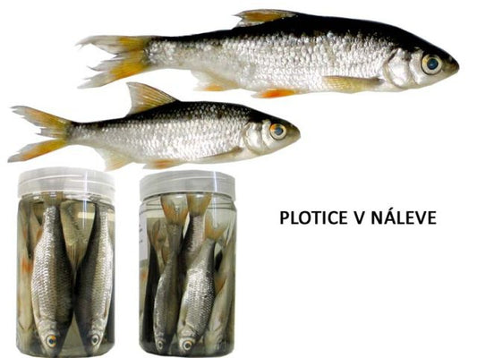 Plotice v náleve